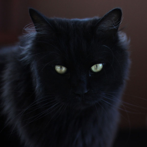 kategorije crnih maca