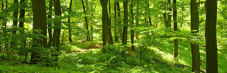 Kako preživjeti u divljini?