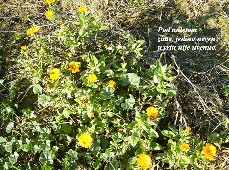 Haiga Haiga