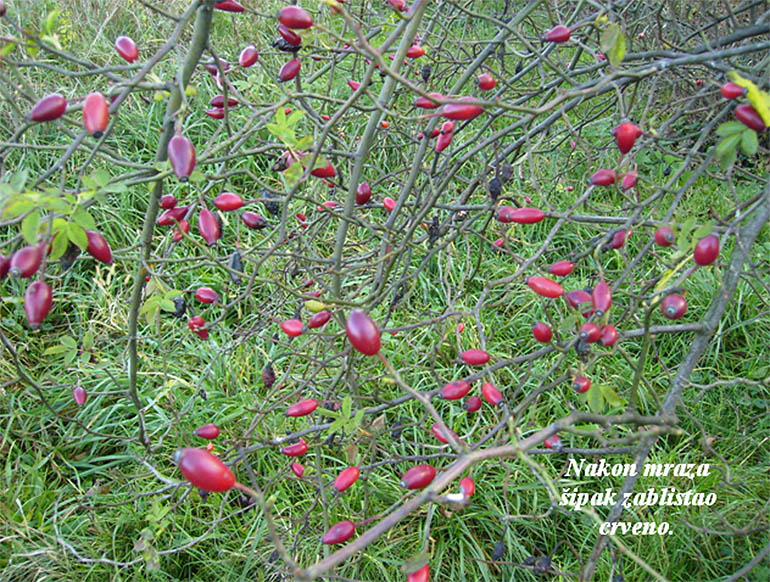 Haiga Haiga