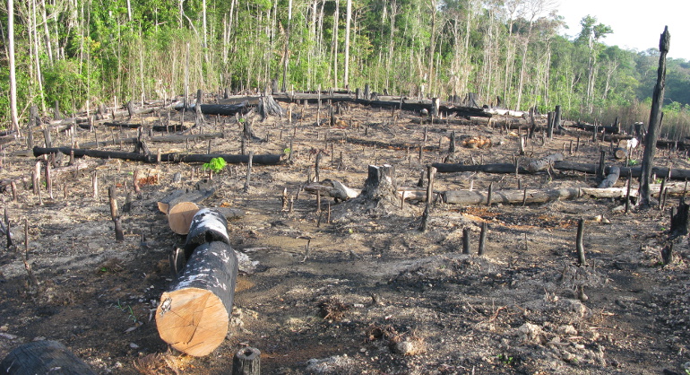 Rezultat krčenja šuma